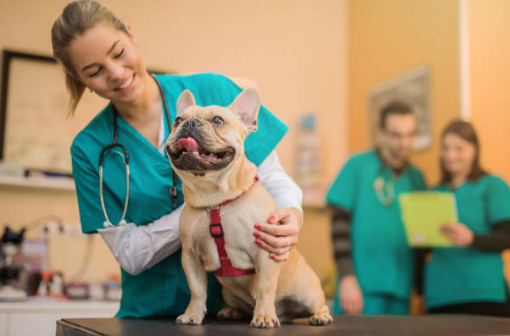 $13,000/Month Veterinarian (Vet)Jobs In Canada